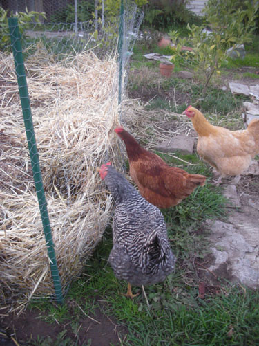 Chickens checking out the potato cage