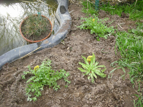 Little native plants vignette by the pond