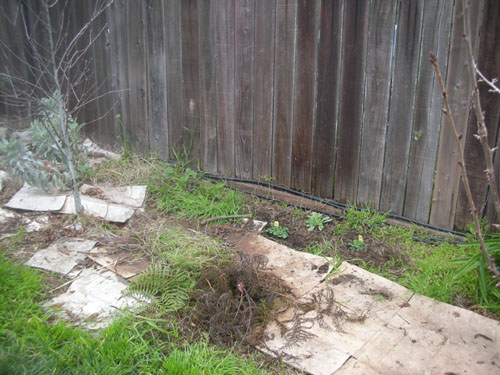 New hollyhock and plantings