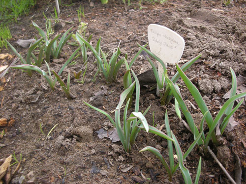 Tulipa clusiana coming up