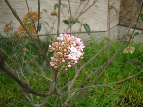 Viburnum flowers