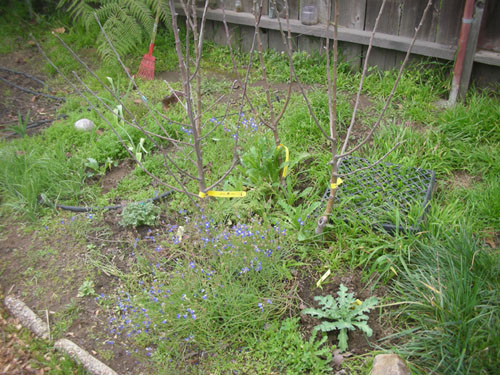 Poppies under the apple trees