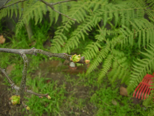 Quince buds