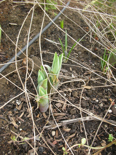 Tulips coming up