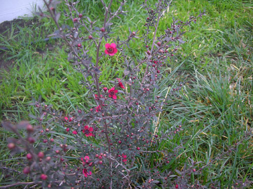 Leptospermum