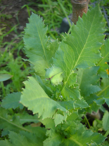 Poppy bud