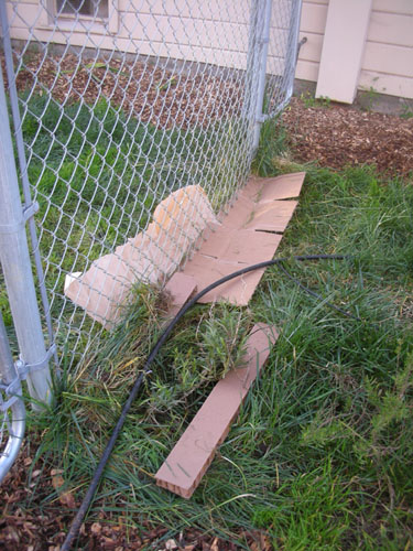 Killing grass for the penstemon bed