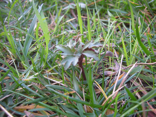 Japanese anemone coming up