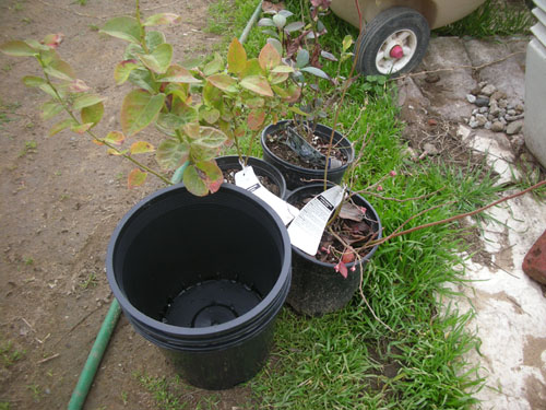 Blueberries awaiting repotting