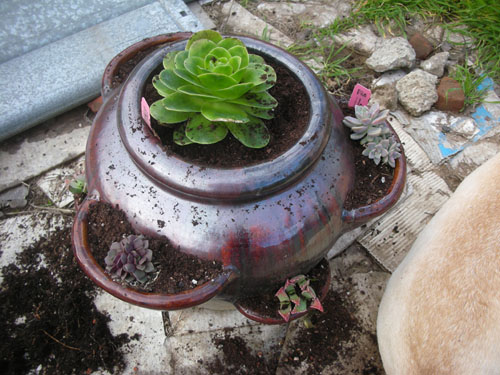 Succulents in the strawberry pot