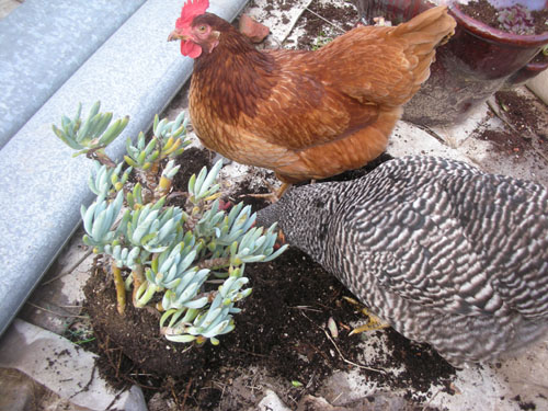 Odd ice plant being pecked