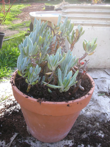 Potted up in a plain pot