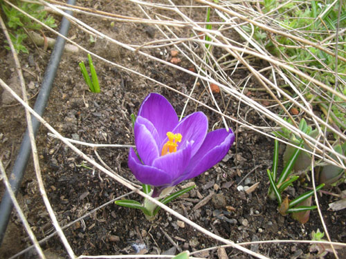 Crocus bloom