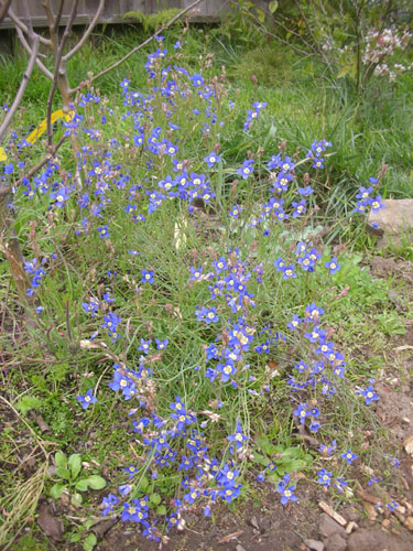 Heliophila longifolia