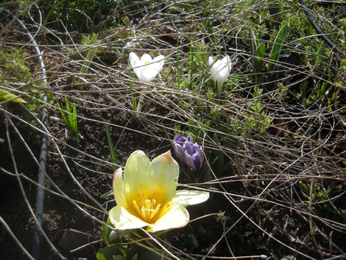 Tulips and crocus