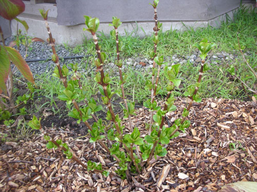 Hydrangeas leafing out