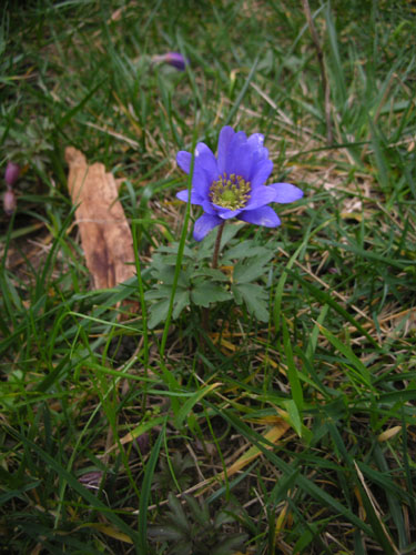 Japanese anemone