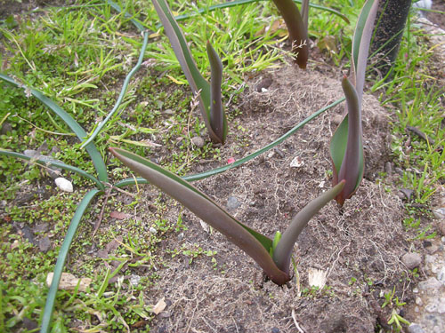 New daffodils emerging