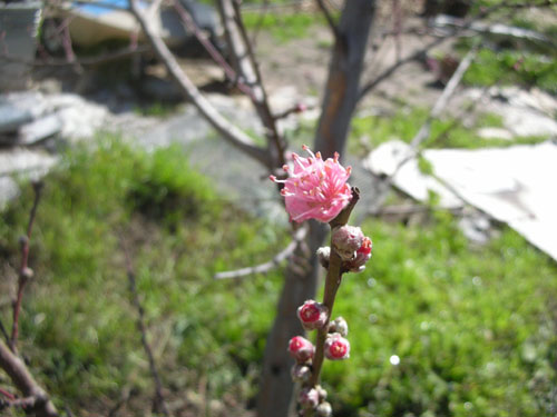 New buds on the nectarines and peaches