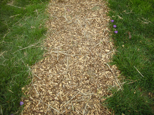 Crocus on the pathways