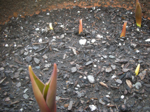 Tulips out front