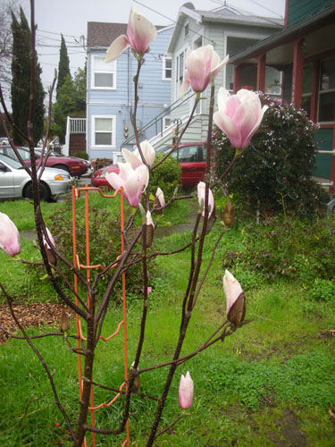 Magnolia in bloom