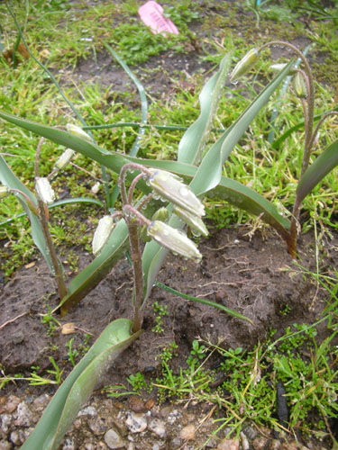 Tulipa turkestanica