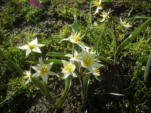 Tulipa turkestanica, open