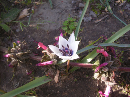 Tulipa humilis alba coerulea oculata