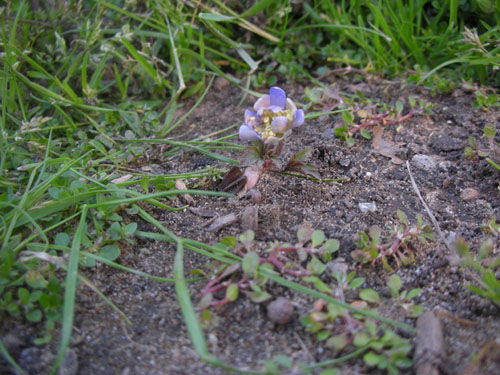 Odd little anemone I don't remember planting