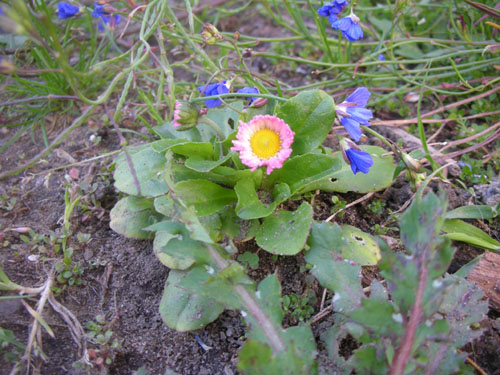 Bellis perennis