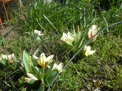Tulipa viridiflora Greenland
