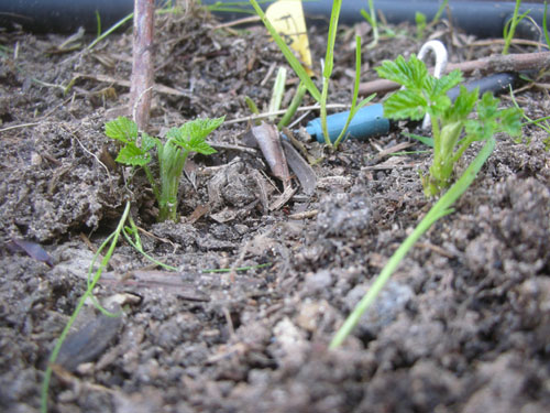 Raspberry canes appearing