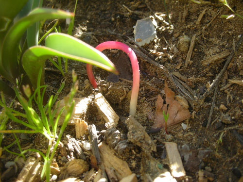 Mystery pink root thing