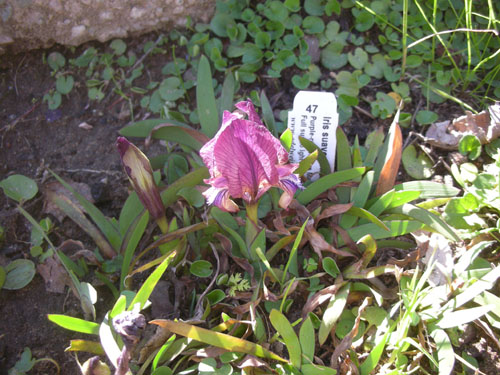 Miniature irises in the basin