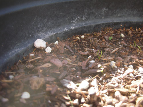 Baby carrots emerging