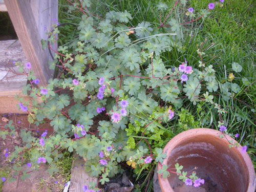 Geranium by the stairs