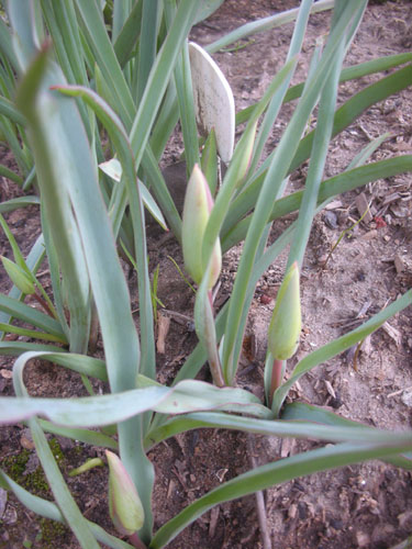 Lady Jane tulips