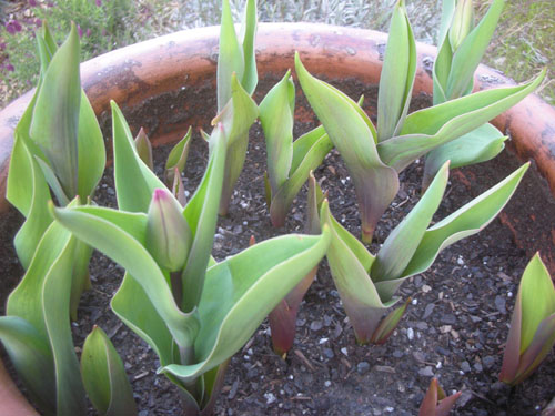 Tulips in planters