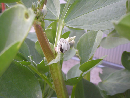 Fava bean flower