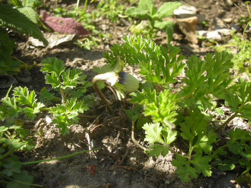 Anemone under the apples