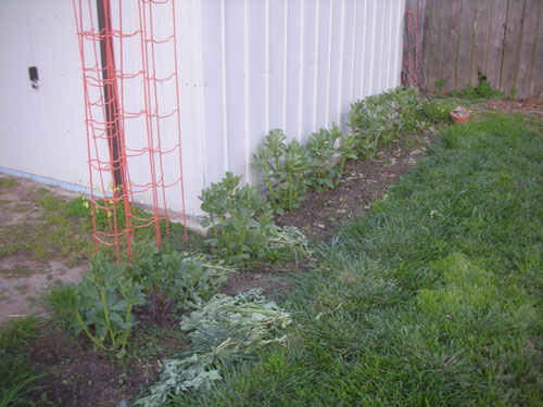 Trimmed fava beans