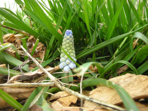 Grape hyacinths coming up