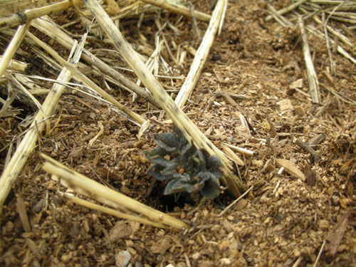 Potatoes emerging