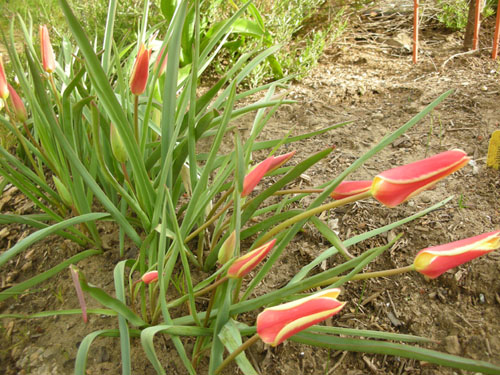 Lady Jane tulips