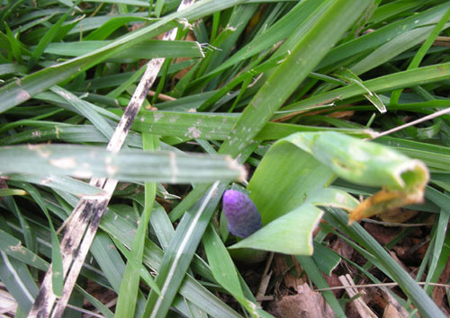 Grape hyacinth wand