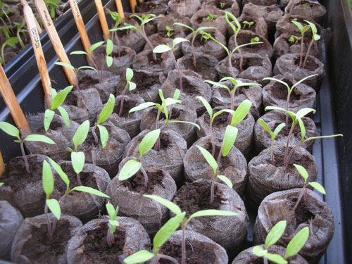 Tomato seedlings