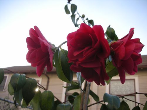 Camellia blooms