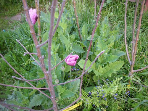 Apple trees and poppies