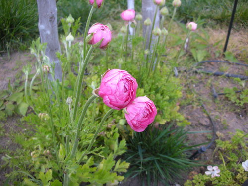 Ranunculus